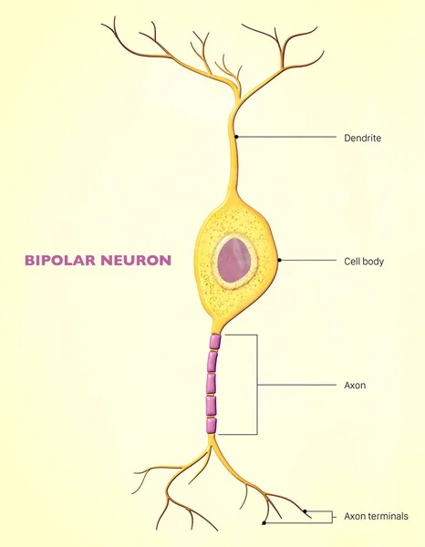 バイポーラ細胞 バイポーラNeulse バイポーラCell 2つの拡張 1つの軸索と1つの樹状突起 を持つニューロンの一種である 多くの双極細胞は感覚伝達に特化した感覚ニューロンである — ストック写真
