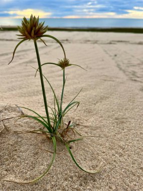 Brezilya: Dev kum tepelerinde ve Jericoacoara 'yı çevreleyen doğal göllerde yetişen yabani çiçekler, Güney Amerika' nın kuzeydoğusunda kum sokakları bulunan ünlü şehir.