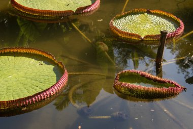 Brezilya, 06-07-2023: Rio de Janeiro Botanik Bahçesi, Victoria amazonica (Victoria regia veya The Lilytrotter 's Waterlily), nilüfer familyasının en büyük ikinci bitki türü.