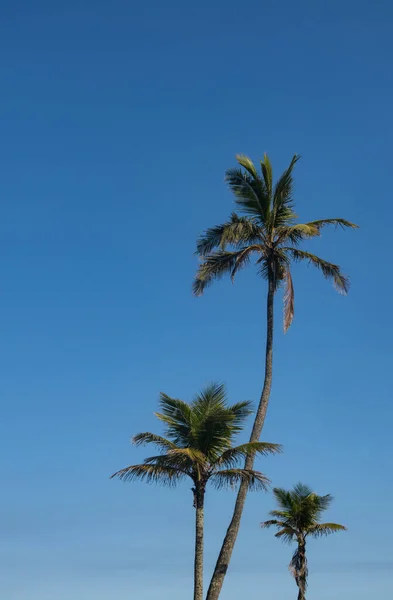 Three Palm Trees Blue Sky Paradise Beach Remote Island Tropical — Stock Photo, Image