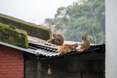 Maymunlar, Nepal Katmandu Vadisi 'nden akan Bagmati Nehri yakınlarındaki Pashupatinath Tapınağı' nı kapatır. Hindular bu kutsal nehrin kıyısında yakıldı.