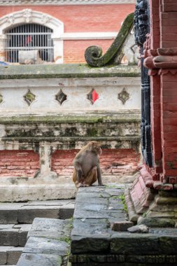 Maymunlar, Nepal Katmandu Vadisi 'nden akan Bagmati Nehri yakınlarındaki Pashupatinath Tapınağı' nı kapatır. Hindular bu kutsal nehrin kıyısında yakıldı.