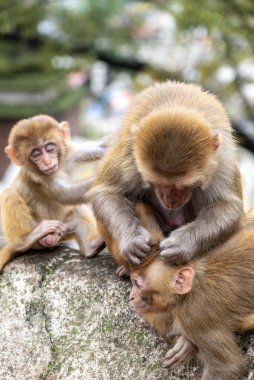 Maymunlar, Nepal Katmandu Vadisi 'nden akan Bagmati Nehri yakınlarındaki Pashupatinath Tapınağı' nı kapatır. Hindular bu kutsal nehrin kıyısında yakıldı.