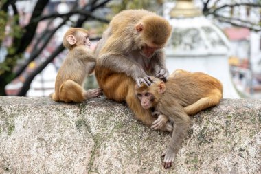 Maymunlar, Nepal Katmandu Vadisi 'nden akan Bagmati Nehri yakınlarındaki Pashupatinath Tapınağı' nı kapatır. Hindular bu kutsal nehrin kıyısında yakıldı.