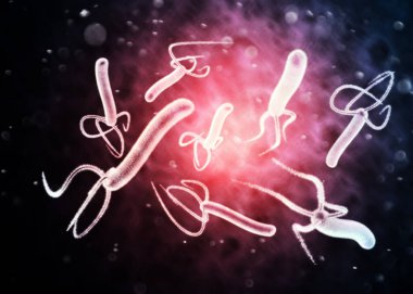 Helicobacter pylori bir gram negatif, kırbaçlanmış, sarmal bakteridir. Mide mukozasını sömürgeleştirebilir. 3d oluşturma