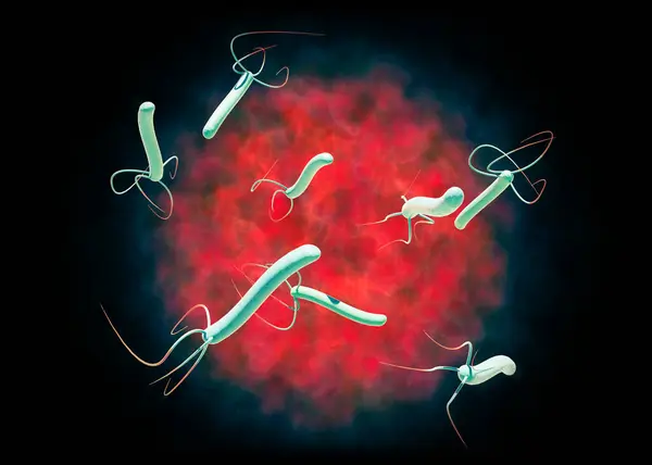 Helicobacter pylori is a gram-negative, flagellated, helical bacterium. It is capable of colonizing the stomach mucosa. 3d rendering