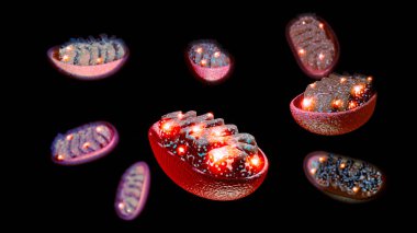 Mitokondri, hücrenin büyümesi ve üremesi için gerekli enerjiyi üretmekten sorumlu organellerdir. 3d oluşturma