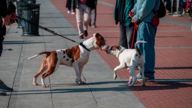 Tasmalı köpekler Milano rıhtımında birbirini kokluyor. Navigli. 03-07-2024. İtalya