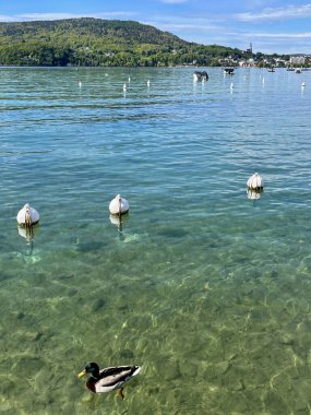 Haute-Savoie, Fransa, 04-25-2024: Annecy Gölü 'ndeki bir ördek, 1960' lardan beri katı çevre düzenlemeleri nedeniyle Avrupa 'nın en temiz ikinci ördeği olarak biliniyor.