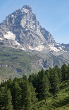 Valle d 'Aosta, İtalya, 08-15-2024: Cervino (Matterhorn) manzarası, 4.478 metre Orta Alp dağı, yeşil çayırlar ve köknar ormanlarıyla. Güney ve güneybatı sırtı (Cresta del Leone veya Arete du lion) üst Valtournenche 'den görüldü.