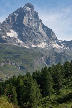 Valle d 'Aosta, İtalya, 08-15-2024: Cervino (Matterhorn) manzarası, 4.478 metre Orta Alp dağı, yeşil çayırlar ve köknar ormanlarıyla. Güney ve güneybatı sırtı (Cresta del Leone veya Arete du lion) üst Valtournenche 'den görüldü.