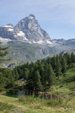 Valle d 'Aosta, İtalya, 08-15-2024: ateş otları ve Cervino' nun tepesi (Matterhorn), Lago Mavisi (Mavi Göl) tarafından yüzyıllık tarla ağaçlarıyla çevrili, Orta Alplerin 4.478 metrelik dağı