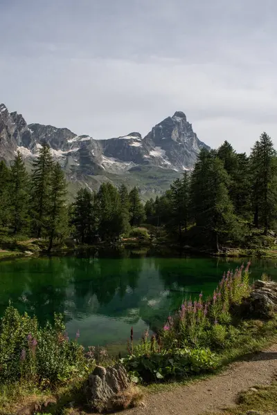 stock image Valle d'Aosta, Italy, 08-15-2024: fireweed stems and the top of Cervino (Matterhorn), 4,478 meters mountain of Central Alps, seen from Lago Blu (Blue Lake) surrounded by century-old larch trees