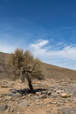 Umman, 03-06-2025: Musandam Yarımadası 'nın Hajar Dağları' ndaki en yüksek dağ olan Jebel Al Harim 'e (Jabal Al Harim) uzanan dolambaçlı yolda ağaç ve çöl manzarası
