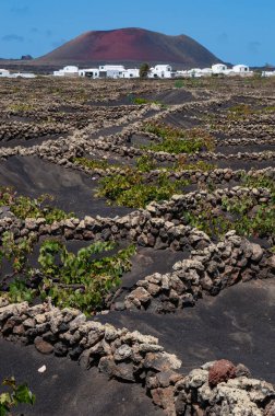 Lanzarote, Kanarya Adaları, İspanya: La Geria üzüm bağları, ünlü şarap bölgesi, üst toprakta yetişen üzümler lapilli ve alçak eğimli duvarlar sarmaşıkları rüzgardan korur.
