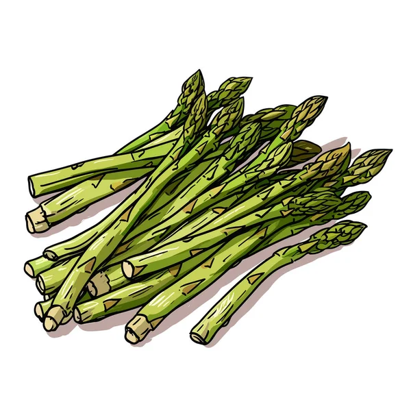 Asparagus Asparagus Hand Drawn Illustration Vector Doodle Style Cartoon Illustration — Stock Vector