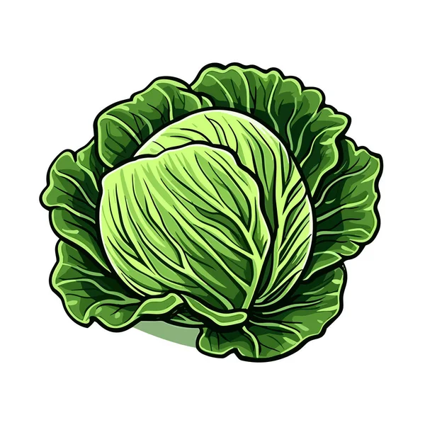 Cabbage Cabbage Hand Drawn Illustration Vector Doodle Style Cartoon Illustration — Stock Vector
