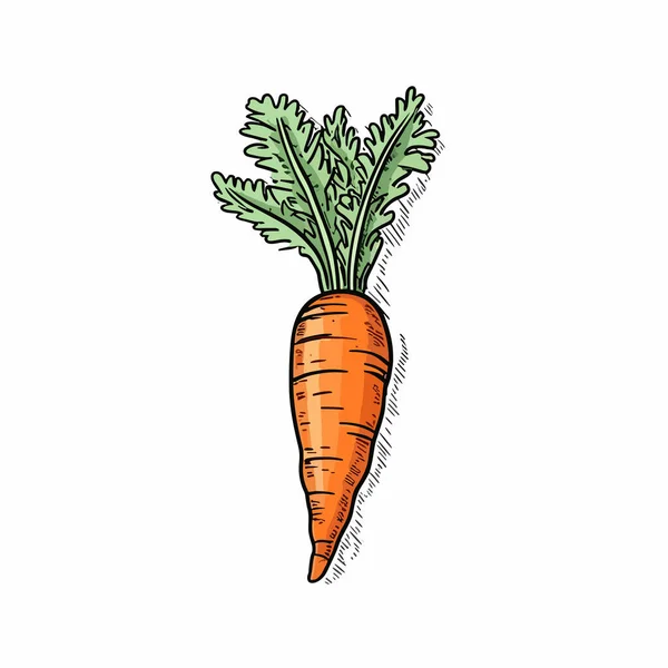 胡萝卜 胡萝卜手绘插图 矢量涂鸦风格卡通画 — 图库矢量图片