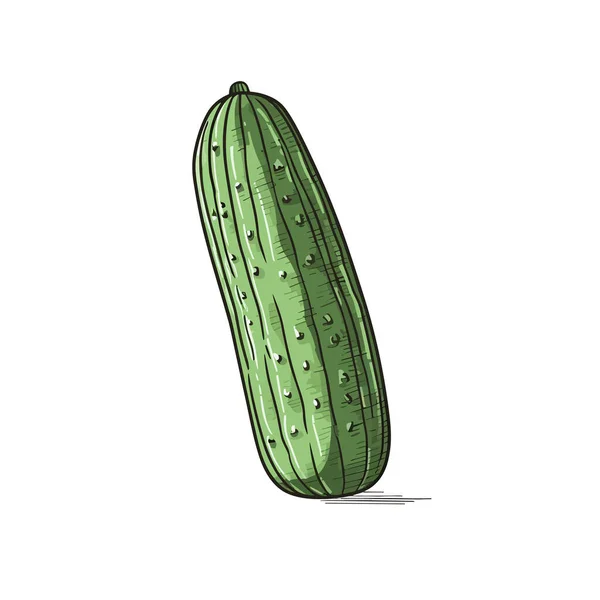 Cucumber Cucumber Ilustração Desenhada Mão Vector Doodle Estilo Desenho Animado — Vetor de Stock