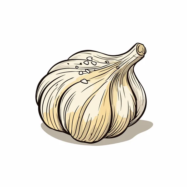 大蒜味的大蒜手绘插图 矢量涂鸦风格卡通画 — 图库矢量图片