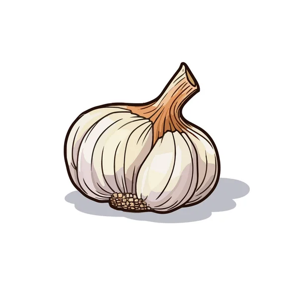 Garlic Garlic Hand Drawn Illustration Vector Doodle Style Cartoon Illustration — Stock Vector