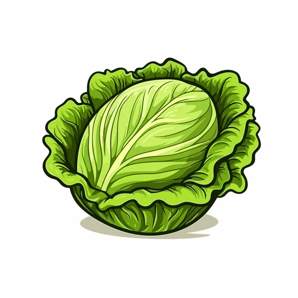 Salat Lettuce Handgezeichnete Illustration Zeichentrickfilm Vector Doodle Stil — Stockvektor