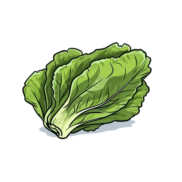 Lettuce Lettuce Hand Drawn Illustration Vector Doodle Style Cartoon Illustration — Stock Vector