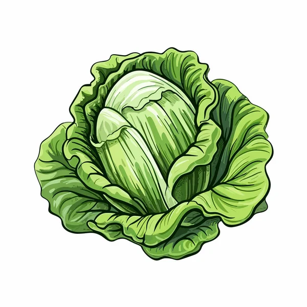 Salat Lettuce Handgezeichnete Illustration Zeichentrickfilm Vector Doodle Stil — Stockvektor