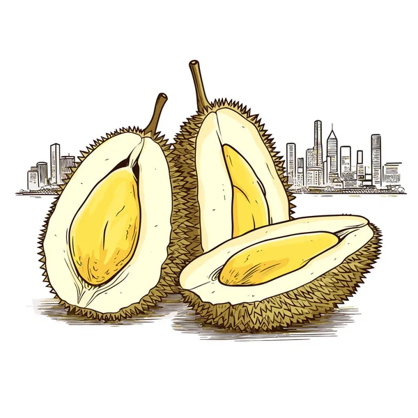 Durian Ilustrasi Gambar Tangan Durian Ilustrasi Kartun Gaya Doodle Vektor - Stok Vektor