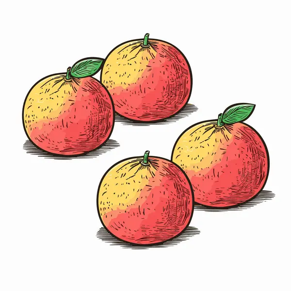 Toranjas Grapefruit Ilustração Desenhada Mão Vector Doodle Estilo Desenho Animado —  Vetores de Stock