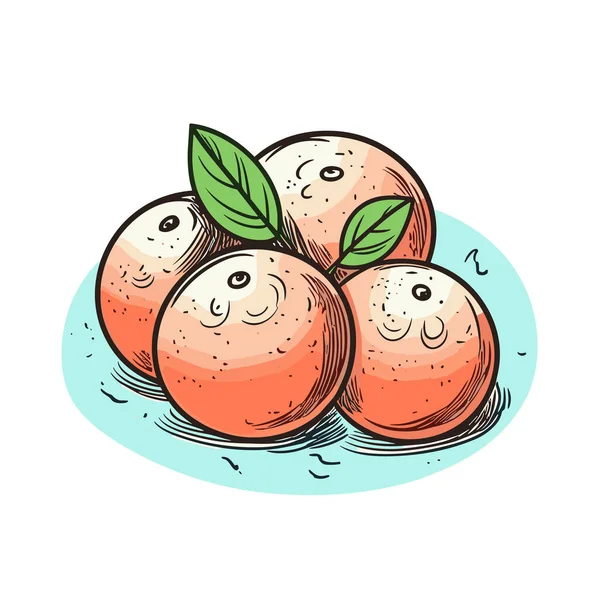 Grapefruit Grapefruitová Ručně Kreslená Ilustrace Vektorové Kreslené Kreslené Ilustrace — Stockový vektor