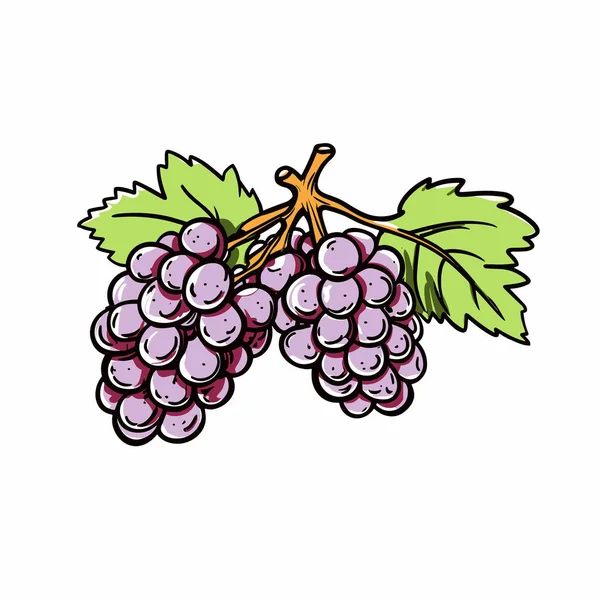 Druiven Druiven Met Hand Getekend Illustratie Vector Doodle Stijl Cartoon — Stockvector