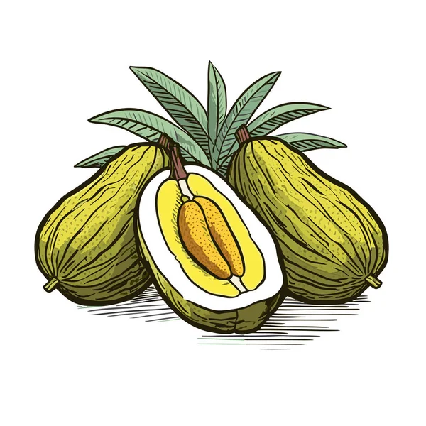 Jackfrucht Handgezeichnete Illustration Der Jackfrucht Zeichentrickfilm Vector Doodle Stil — Stockvektor