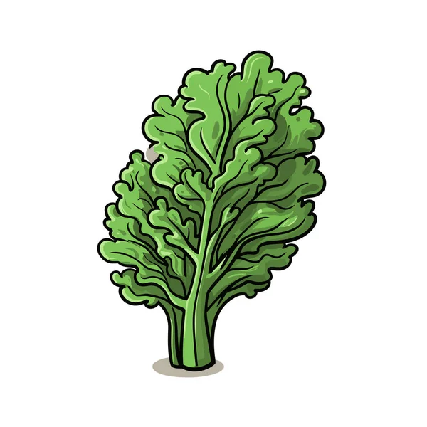Chou Illustration Dessinée Main Par Kale Illustration Vectorielle Dessin Animé — Image vectorielle