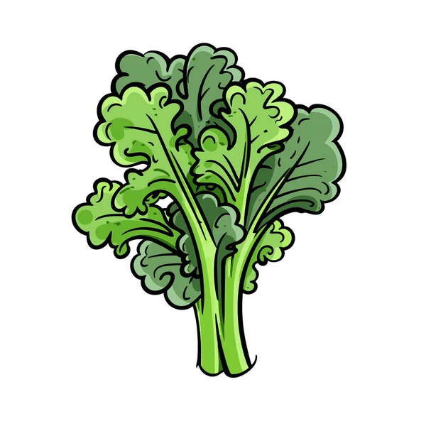 Chou Illustration Dessinée Main Par Kale Illustration Vectorielle Dessin Animé — Image vectorielle