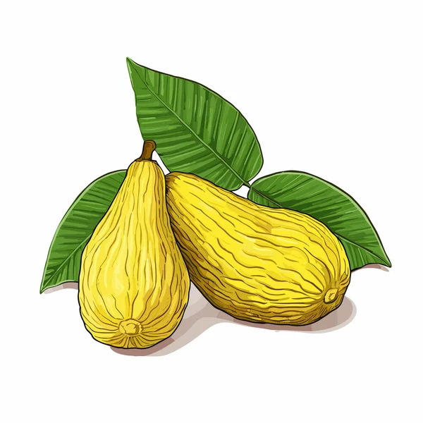 Jabłecznik Ręcznie Rysowana Ilustracja Jackfruit Wektor Doodle Styl Kreskówki Ilustracja — Wektor stockowy