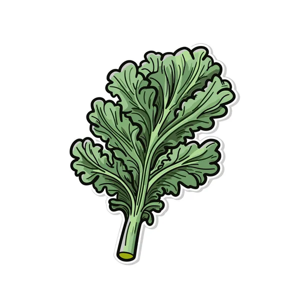 Kale Ilustración Dibujada Mano Col Rizada Vector Doodle Estilo Ilustración — Vector de stock
