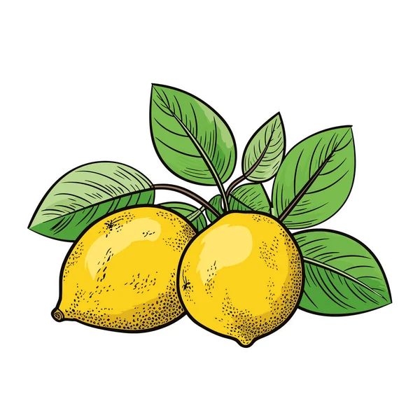 Zitrone Handgezeichnete Illustration Von Zitrone Zeichentrickfilm Vector Doodle Stil — Stockvektor