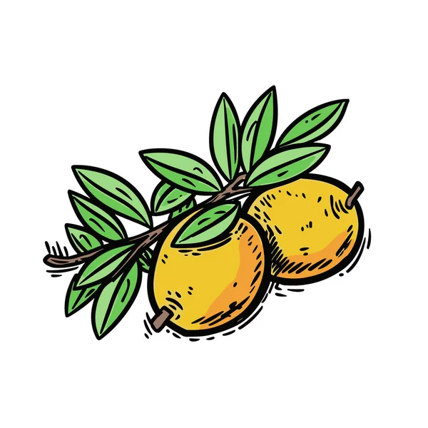 Een Mango Mango Met Hand Getekend Illustratie Vector Doodle Stijl — Stockvector