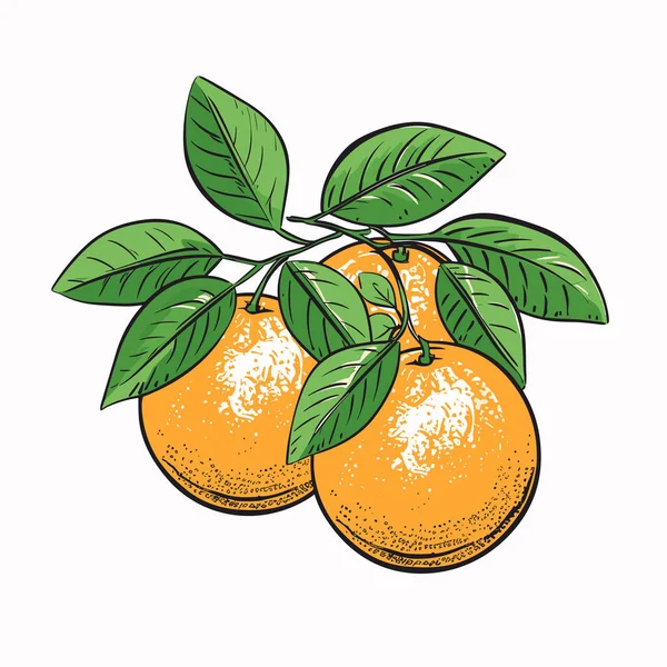 Оранжевый Оранжевый Ручной Рисунок Векторная Иллюстрация Стиле Каракулей — стоковый вектор