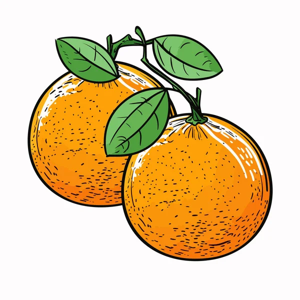 Orange Orangefarbene Handgezeichnete Illustration Zeichentrickfilm Vector Doodle Stil — Stockvektor