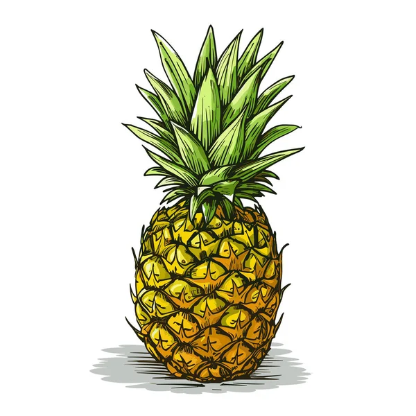 Ananas Illustration Ananas Dessinée Main Illustration Vectorielle Dessin Animé Style — Image vectorielle