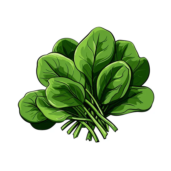 Spinach Spinach Hand Drawn Illustration Vector Doodle Style Cartoon Illustration — Stock Vector