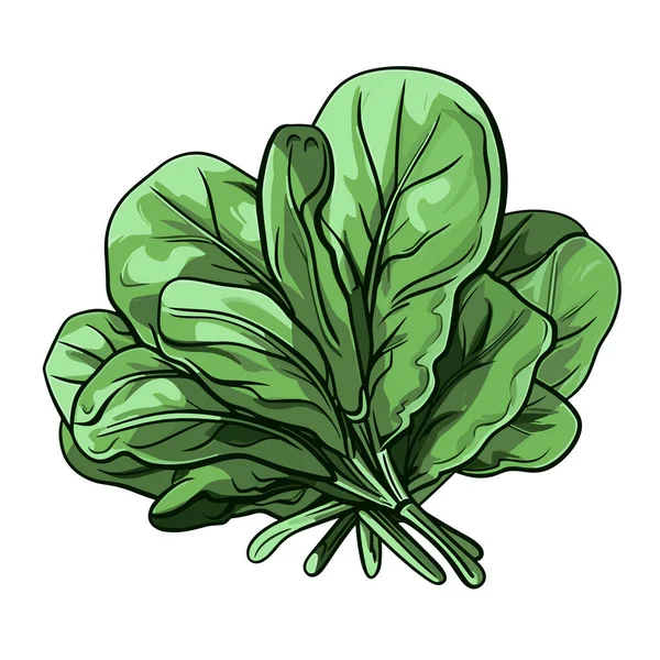 Spinach Spinach Hand Drawn Illustration Vector Doodle Style Cartoon Illustration — Stock Vector
