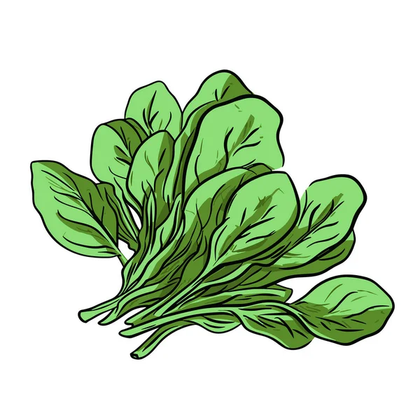 스피치 스피치 Spinach 손으로 스타일의 일러스트 — 스톡 벡터