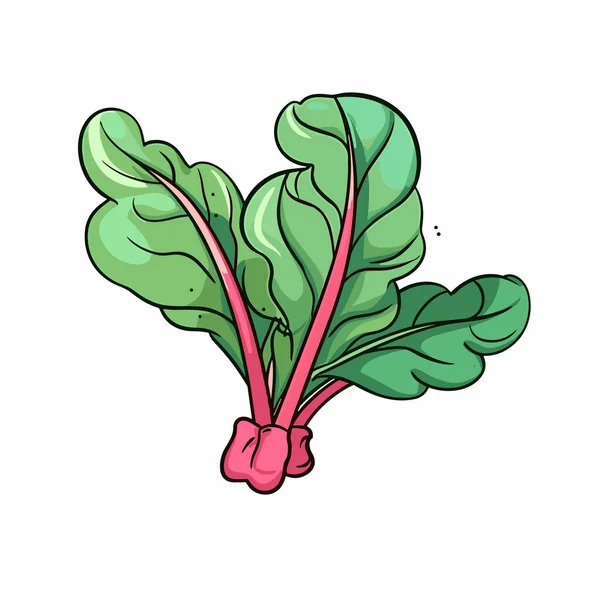 Swiss Chard Swiss Chard Hand Drawn Illustration Vector Doodle Style — Stock Vector