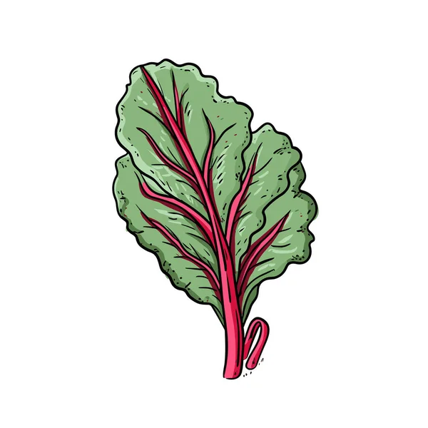Swiss Chard Swiss Chard Hand Drawn Illustration Vector Doodle Style — Stock Vector