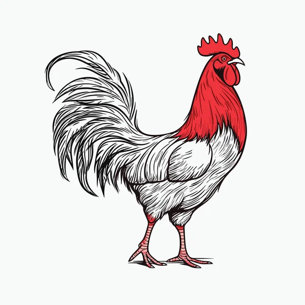 Cock Cock Hand Drawn Illustration Vector Doodle Style Cartoon Illustration — Stock Vector