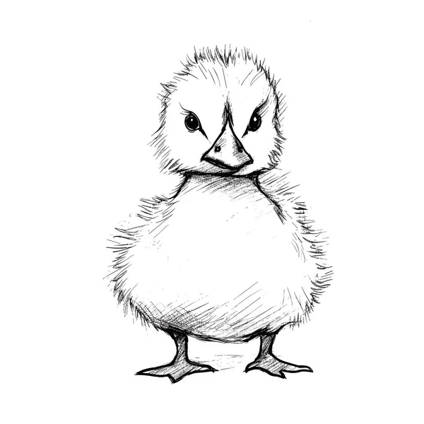 Duckling Duckling Handritad Illustration Vektor Klotter Stil Tecknad Illustration — Stock vektor