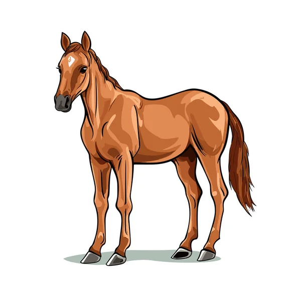 Foal Foal Ilustración Dibujada Mano Vector Doodle Estilo Ilustración Dibujos — Vector de stock